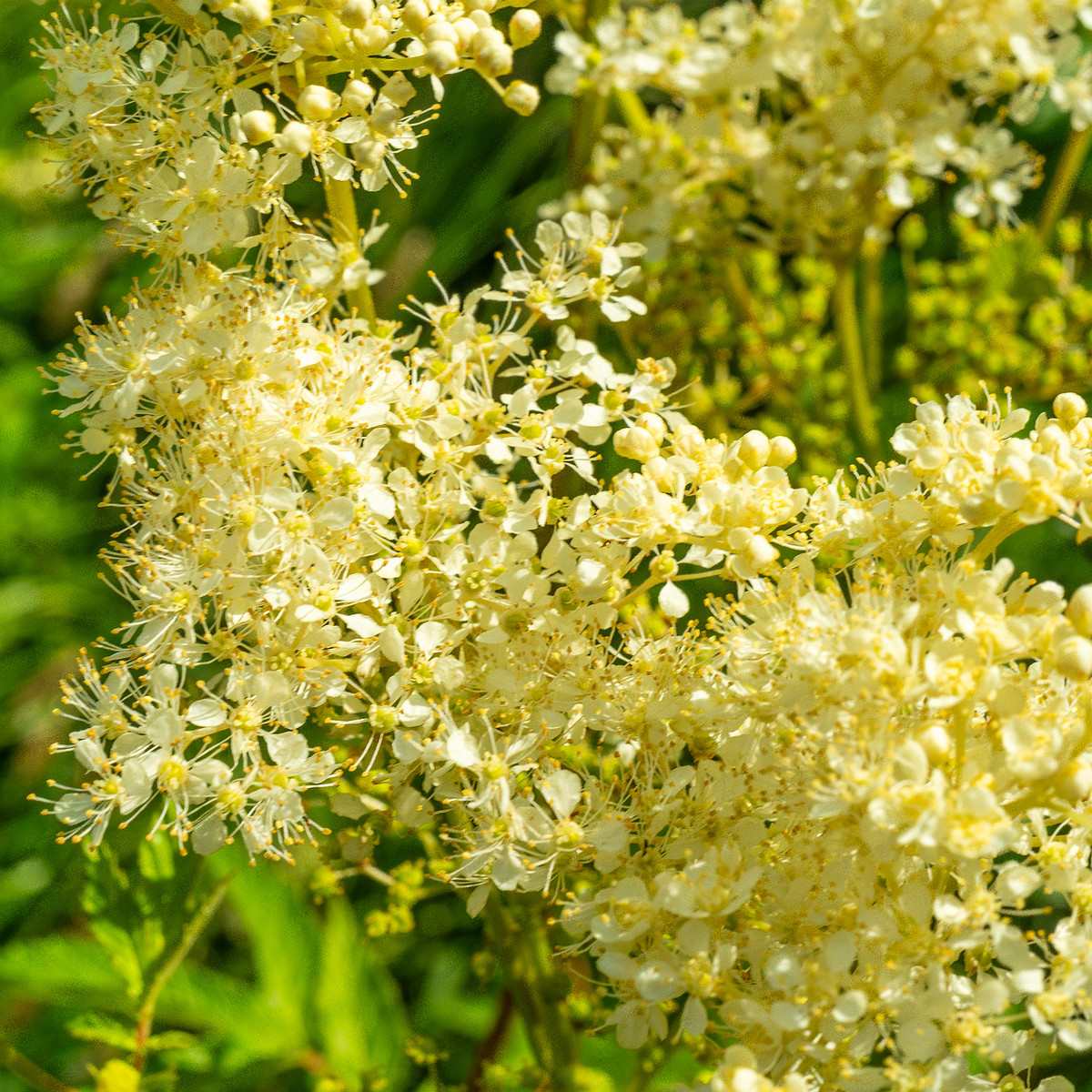 big_meadow_in_kadriorg_park-23