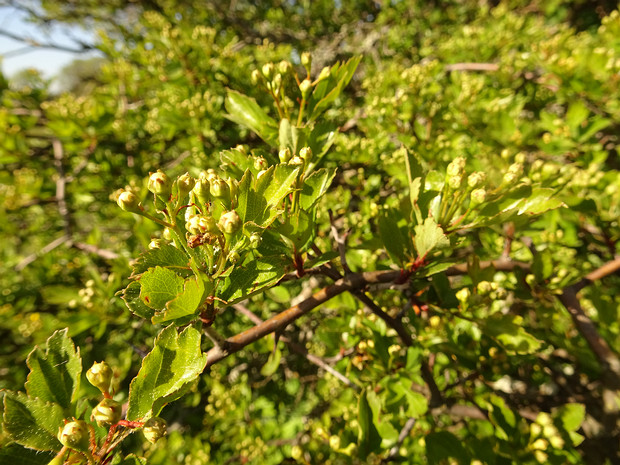 Боярышник Пальмструха - Crataegus palmstruchii