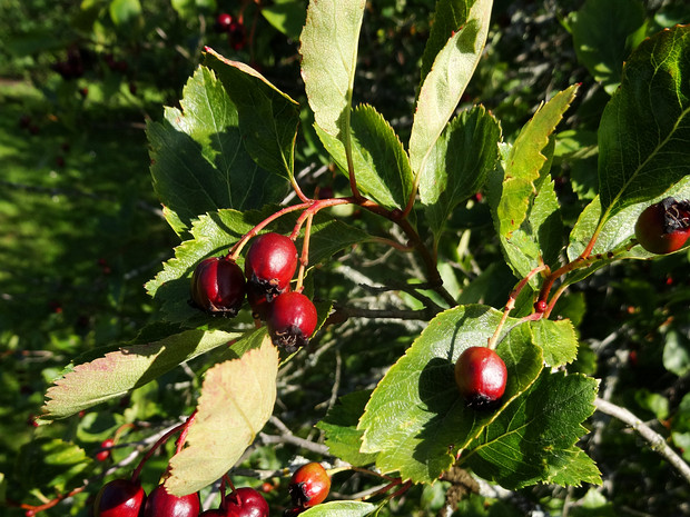 Боярышник вееровидный - Crataegus flabellata