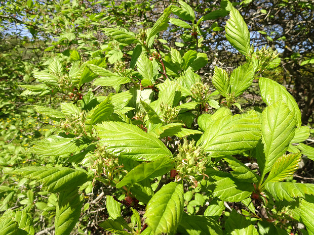 Боярышник крупноколючковый - Crataegus macracantha