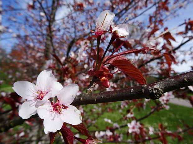 Вишня Саржента - Prunus sargentii