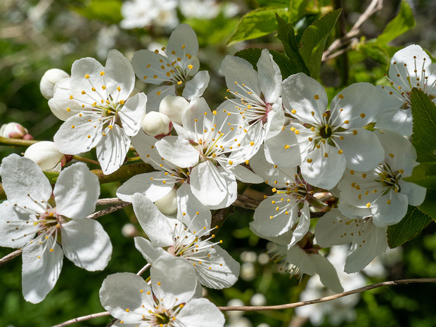 Вишня кислая - Prunus cerasus