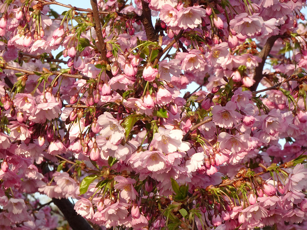 Вишня мелкопильчатая махровая пурпурная форма - Prunus serrulata f. purpurea-plena