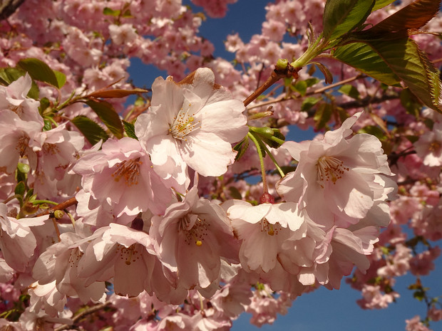 Вишня мелкопильчатая махровая розовая форма - Prunus serrulata f. roseo-plena