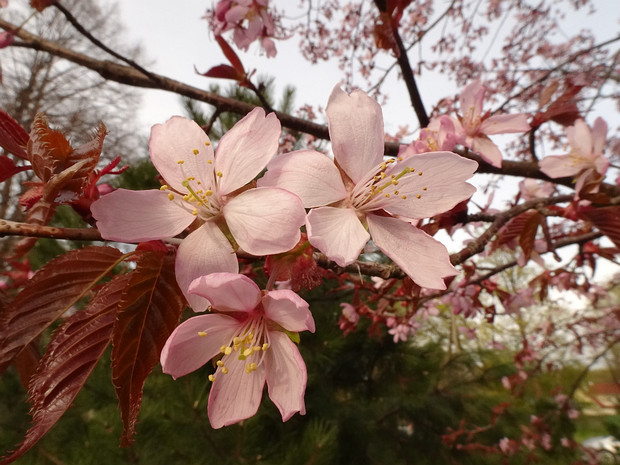 Вишня сахалинская - Prunus sachalinensis