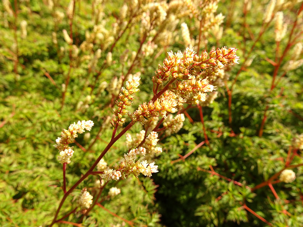 Волжанка кокорышелистная 'Филигрань' - Aruncus aethusifolius 'Filigran'