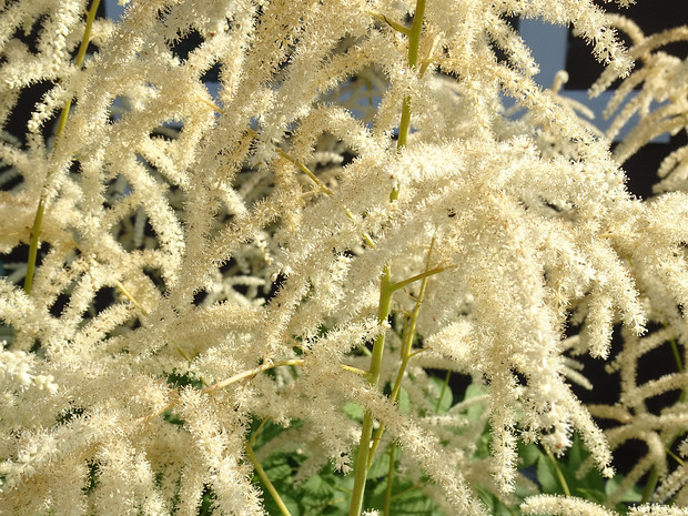 Волжанка обыкновенная - Aruncus vulgaris