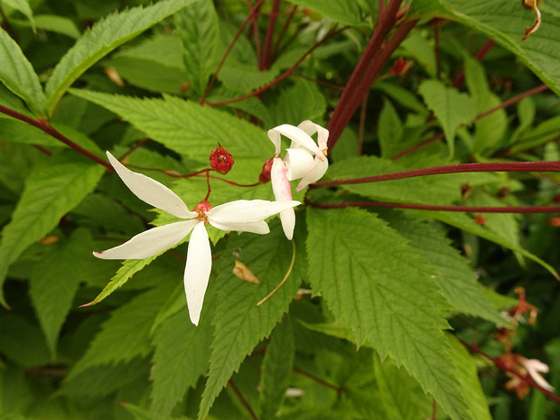 Гилления трехлистная - Gillenia trifoliata