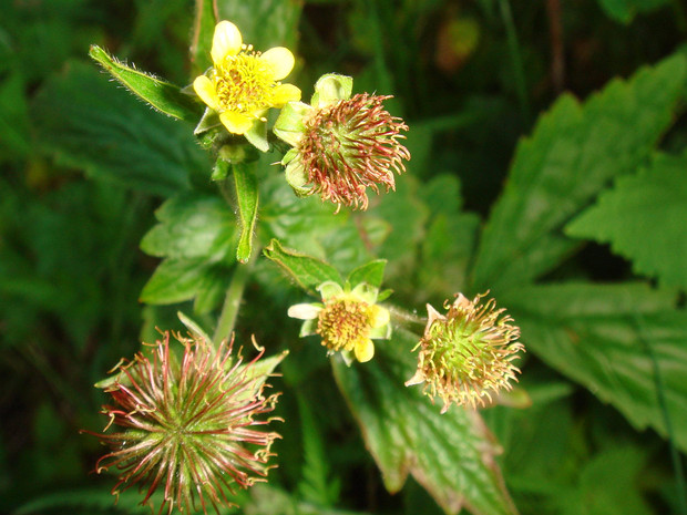 Гравилат городской - Geum urbanum