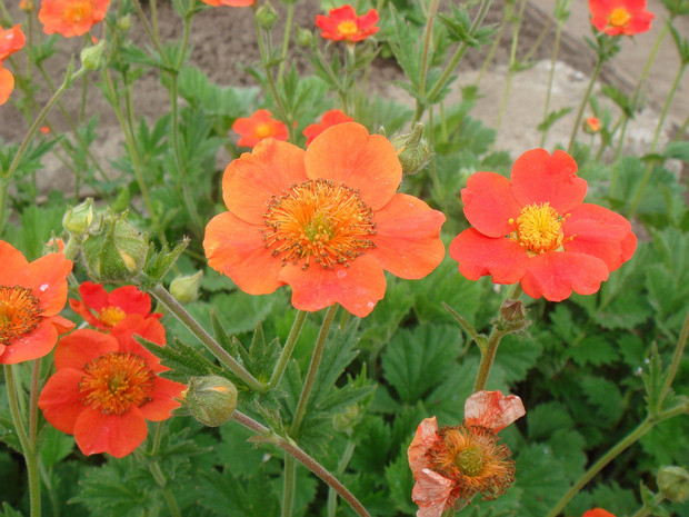 Гравилат кровавый - Geum coccineum