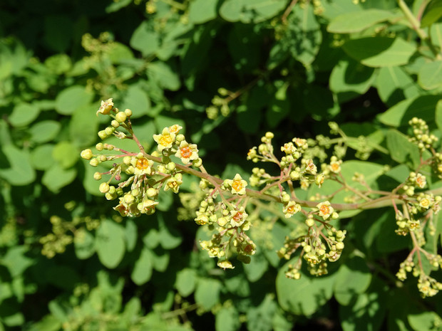 Скумпия кожевенная - Cotinus coggygria