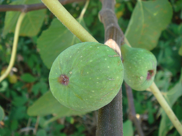 Фикус карийский - Ficus carica