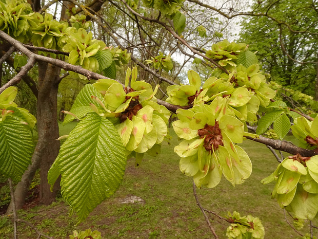 Вязовые - Ulmaceae The Ulmaceae are a family of flowering plant that includes the elms (genus Ulmus), and the zelkovas (genus Zelkova)....