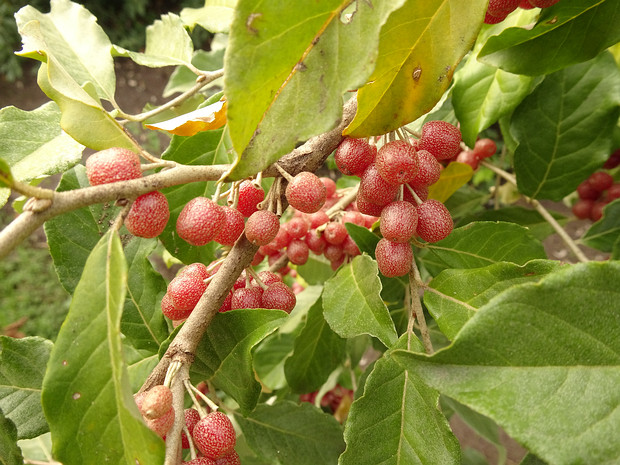 Лоховые - Elaeagnaceae The Elaeagnaceae are a plant family, the oleaster family, of the order Rosales comprising small trees and shrubs, native...