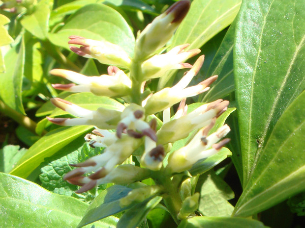 Пахизандра верхушечная - Pachysandra terminalis