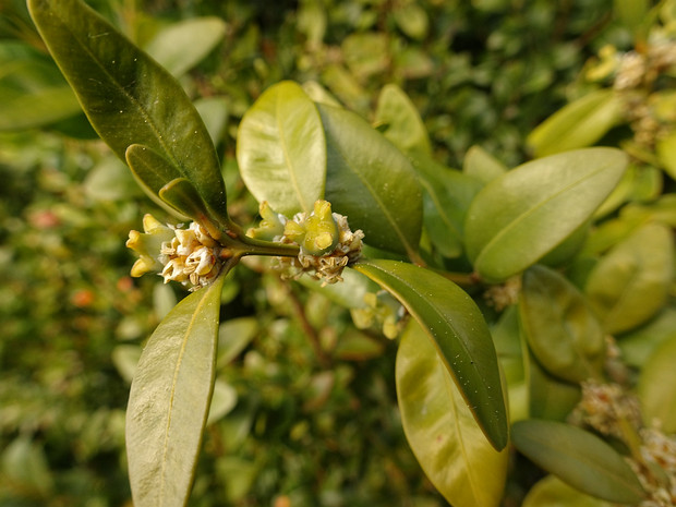 Самшит вечнозелёный - Buxus sempervirens