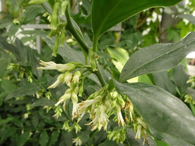 Саркококка низкая - Sarcococca humilis