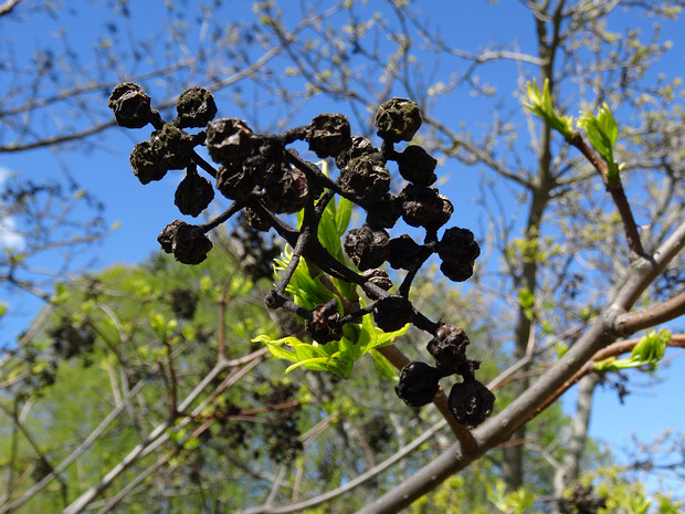 Бархат японский - Phellodendron japonicum