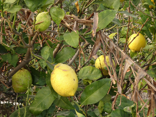 Цитрус лекарственный - Citrus medica