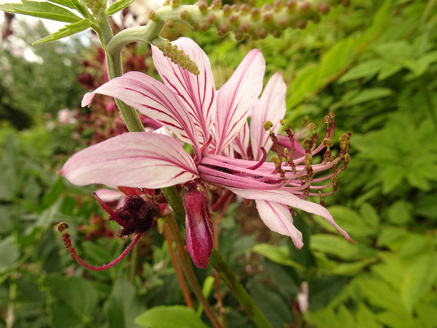 Ясенец белый разн. кавказский - Dictamnus albus var. caucasicus