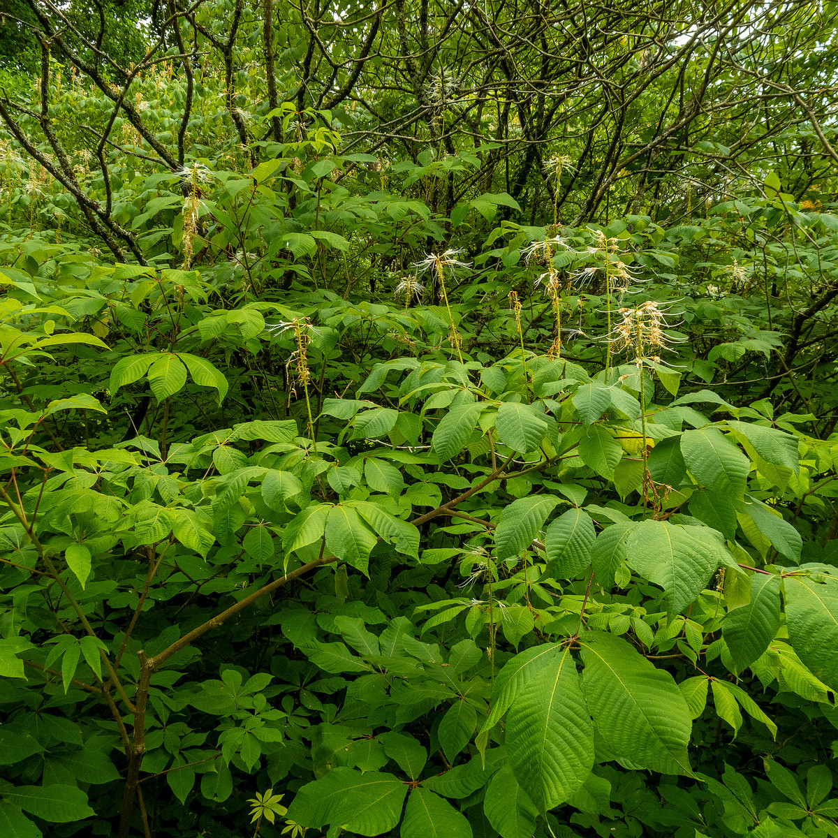 baden-baden-park-18