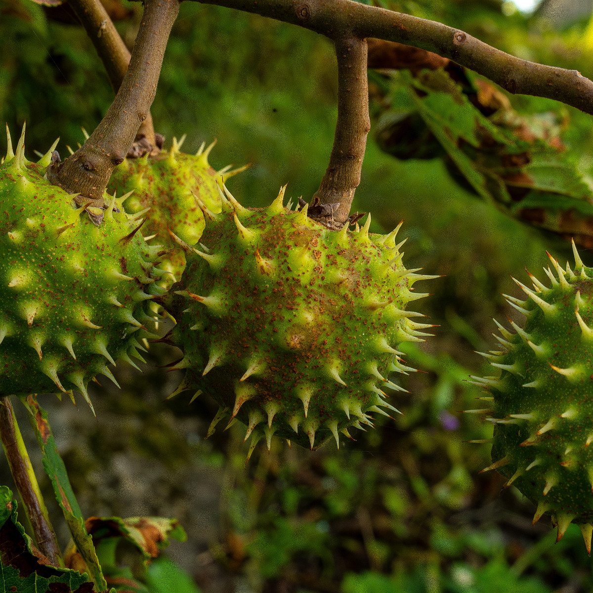 aesculus-hippocastanum_1-1