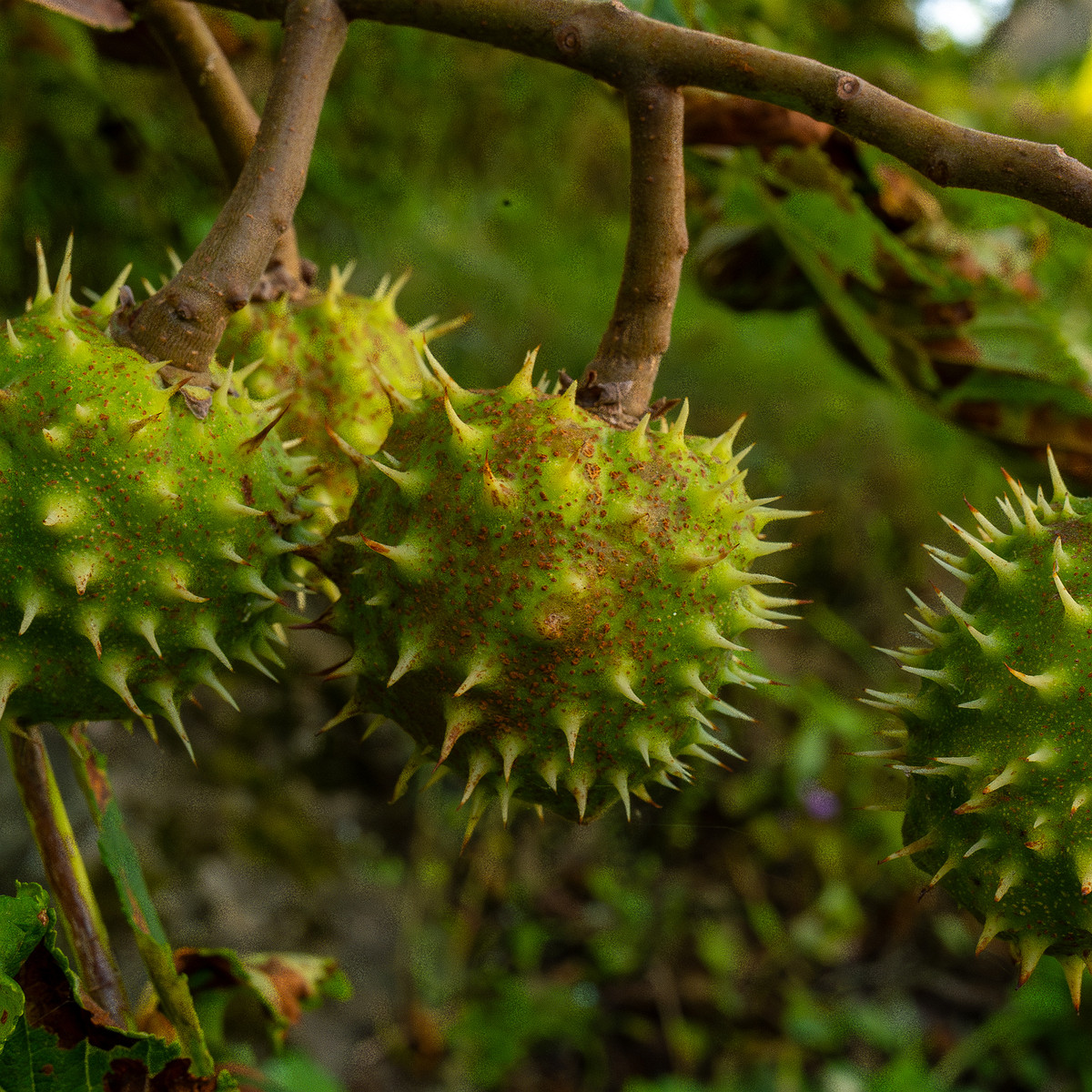 aesculus-hippocastanum_1-2