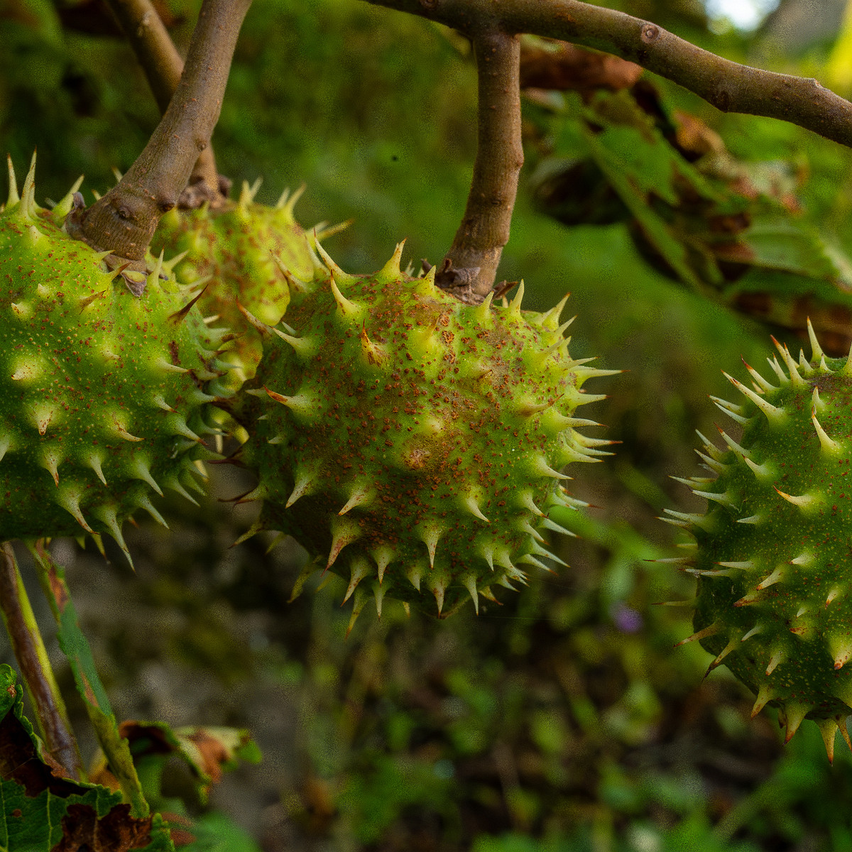 aesculus-hippocastanum_1-3