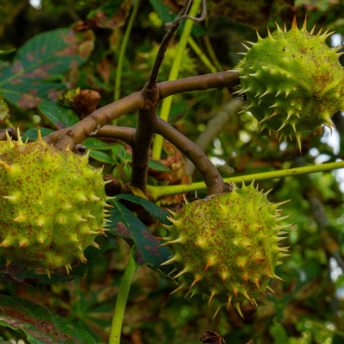 aesculus-hippocastanum_1-4