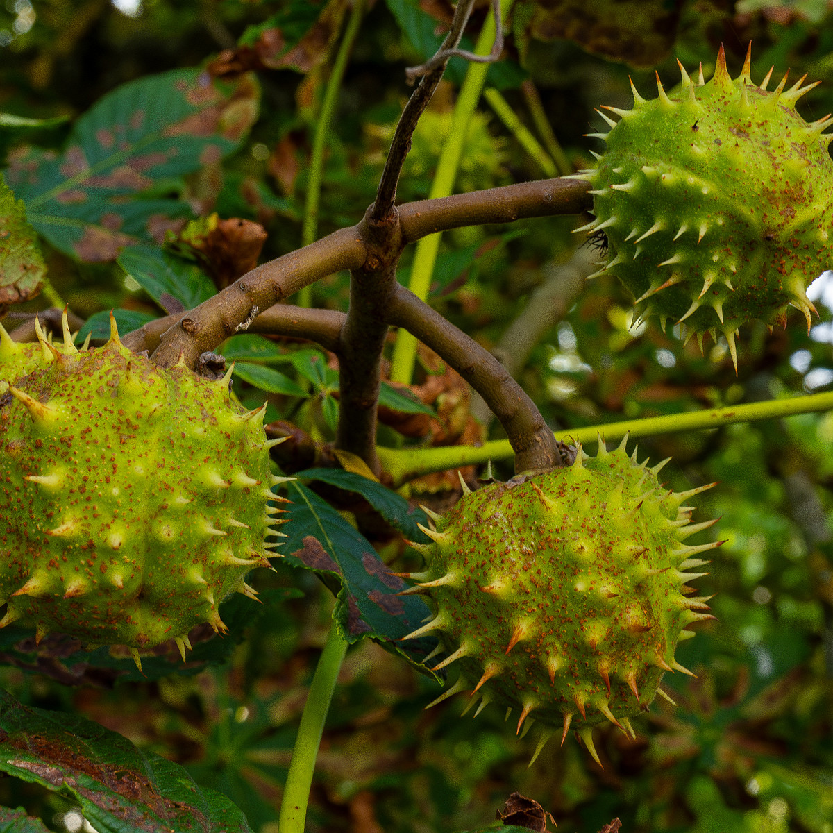 aesculus-hippocastanum_1-5