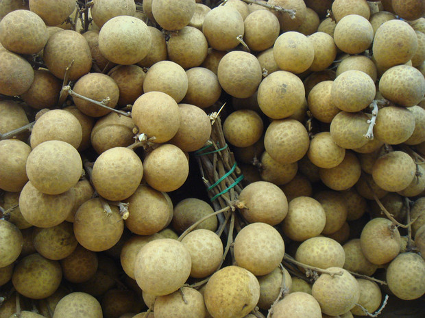 Димокарпус лонган, Лонган - Dimocarpus longan