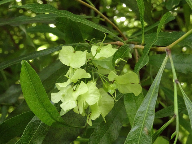 Додонея клейкая - Dodonaea viscosa