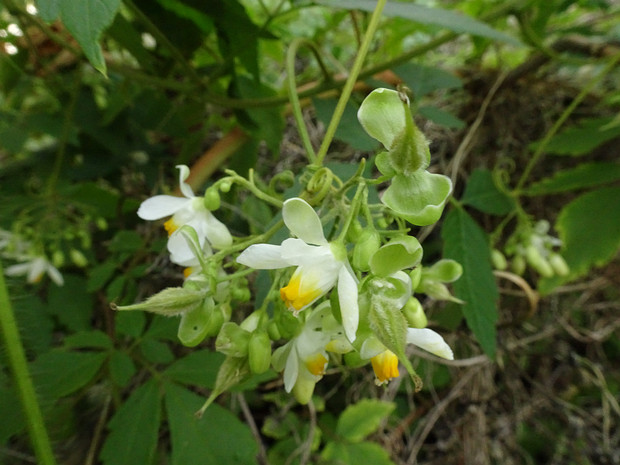 Кардиоспермум крупноцветковый - Cardiospermum grandiflorum