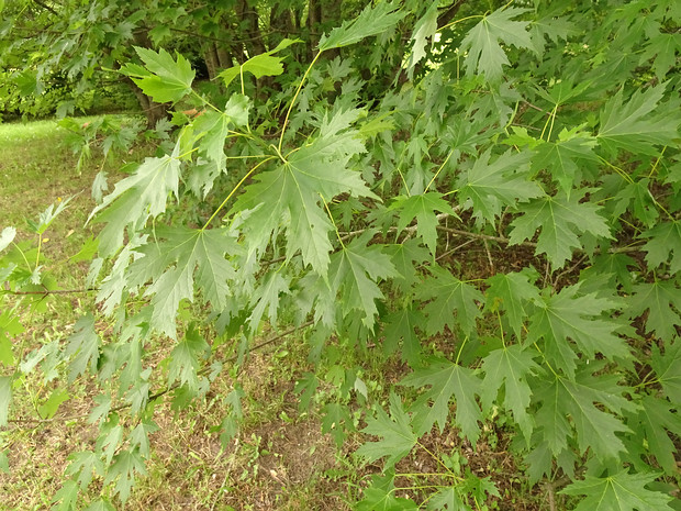 Клен серебристый - Acer saccharinum