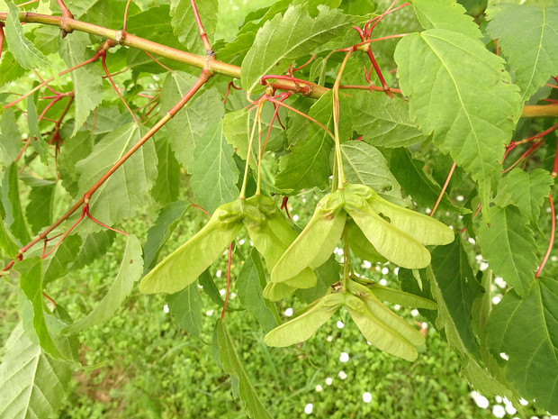 Клён четырёхмерный - Acer argutum