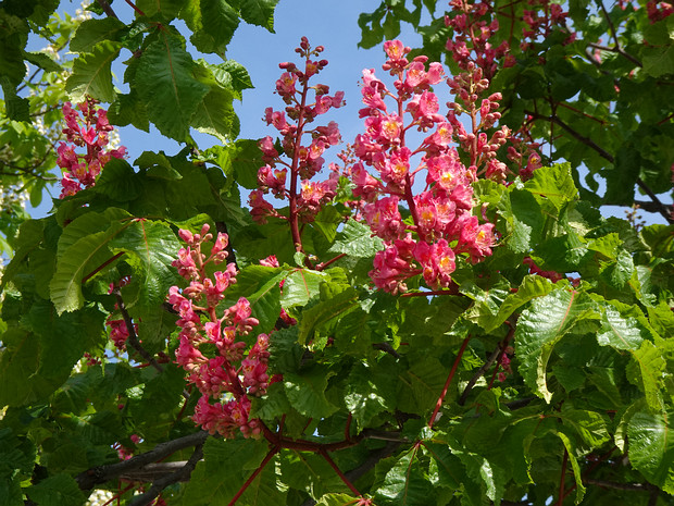 Конский каштан x мясо-красный - Aesculus x carnea