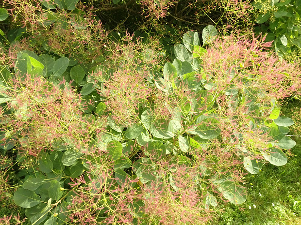 Скумпия кожевенная - Cotinus coggygria