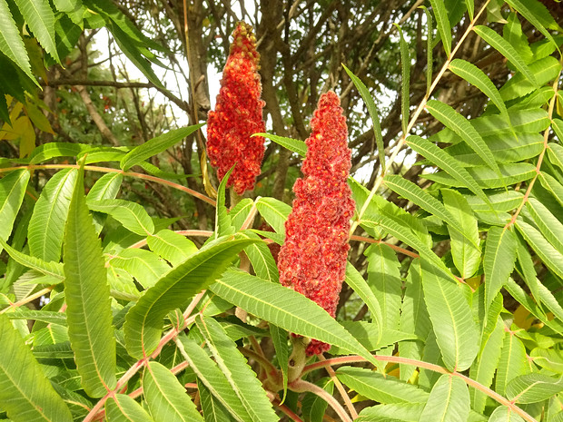 Сумах оленерогий - Rhus typhina