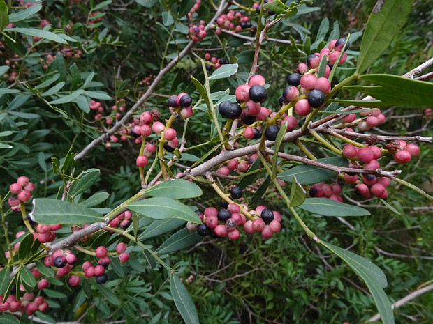 Фисташка мастиковая - Pistacia lentiscus