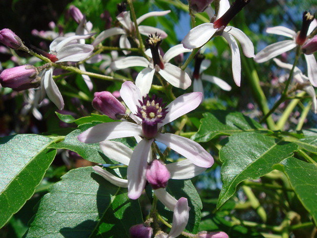 Мелиевые - Meliaceae Meliaceae, or the mahogany family, is a flowering plant family of mostly trees and shrubs (and a few herbaceous plants,...