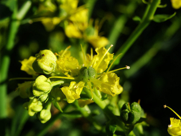 Рутовые - Rutaceae The Rutaceae are a family, commonly known as the rue or citrus family, of flowering plants, usually placed in the order...