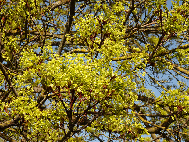 Сапиндовые - Sapindaceae The Sapindaceae are a family of flowering plants in the order Sapindales known as the soapberry family. It contains 138...