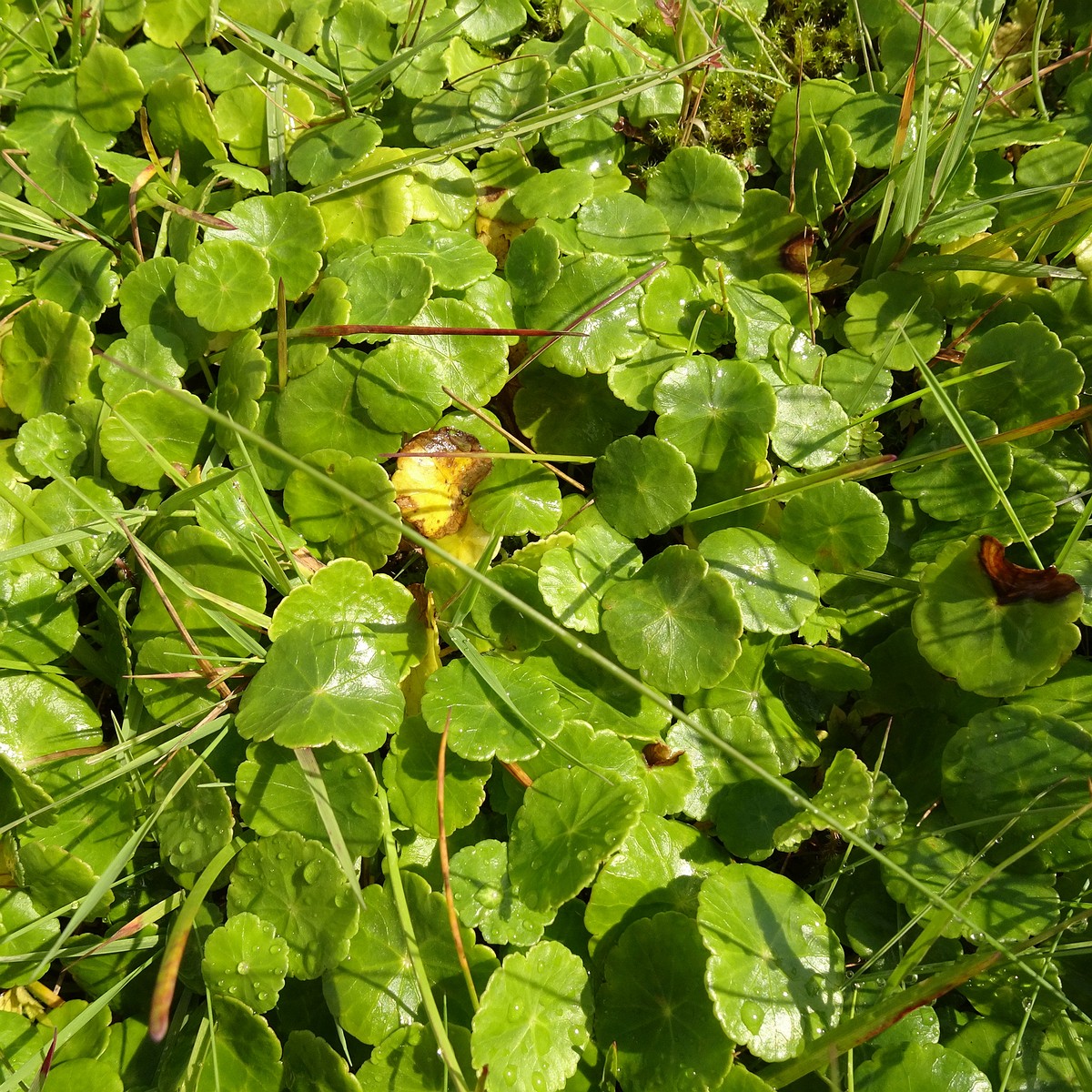 Hydrocotyle vulgaris 23-Jul-19 _ 15_27_40