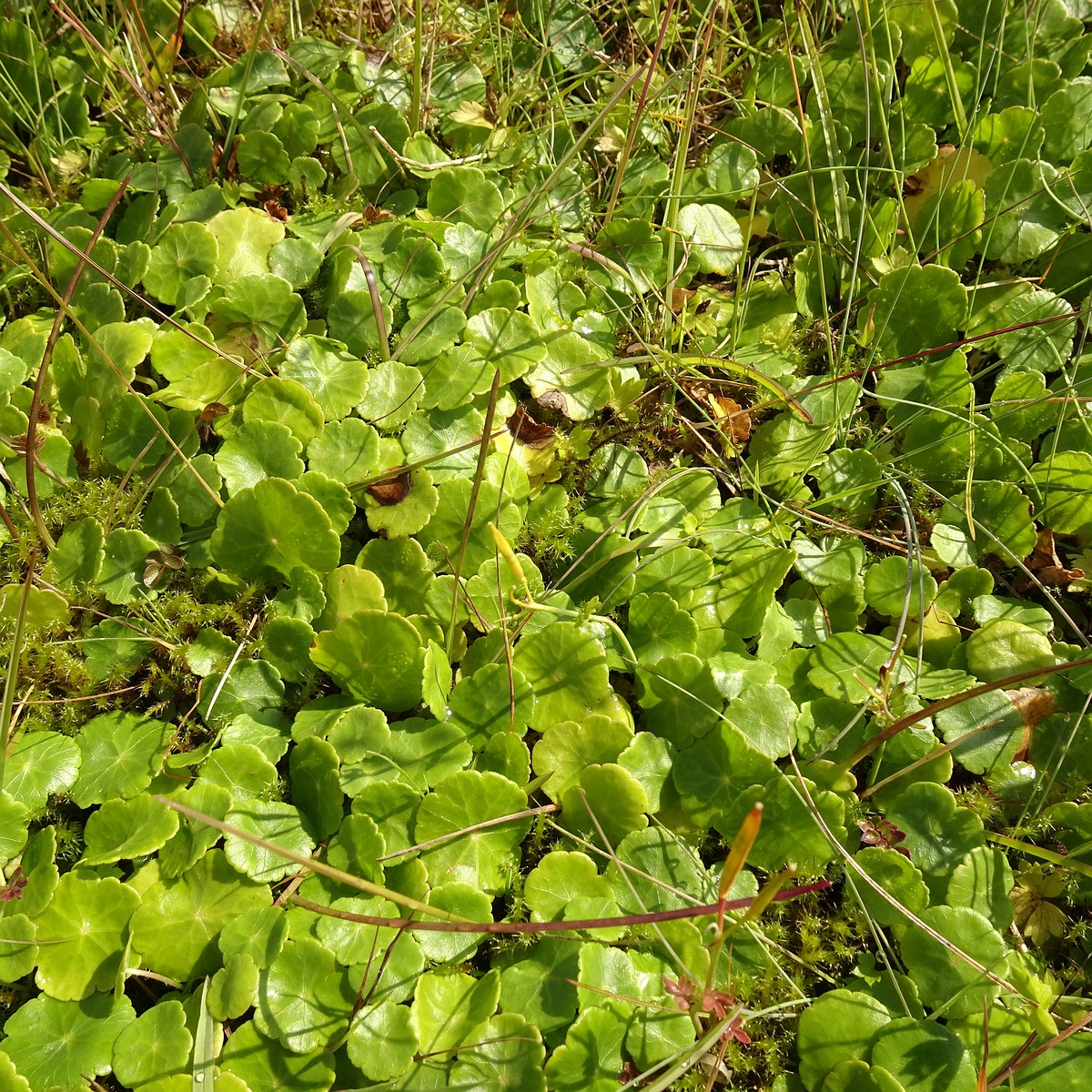 Hydrocotyle vulgaris 23-Jul-19 _ 15_27_44