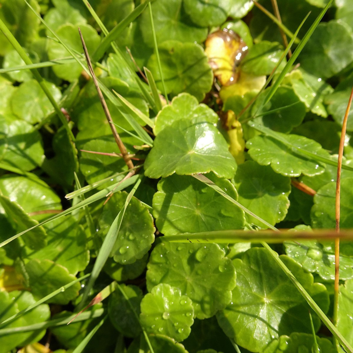 Hydrocotyle vulgaris 23-Jul-19 _ 15_27_48