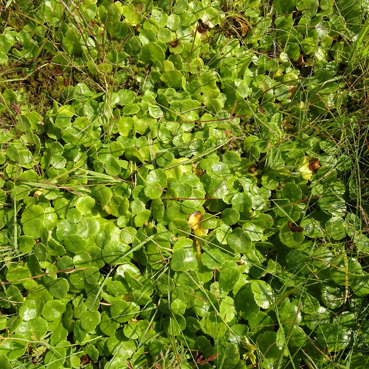 Hydrocotyle vulgaris 23-Jul-19 _ 15_27_52