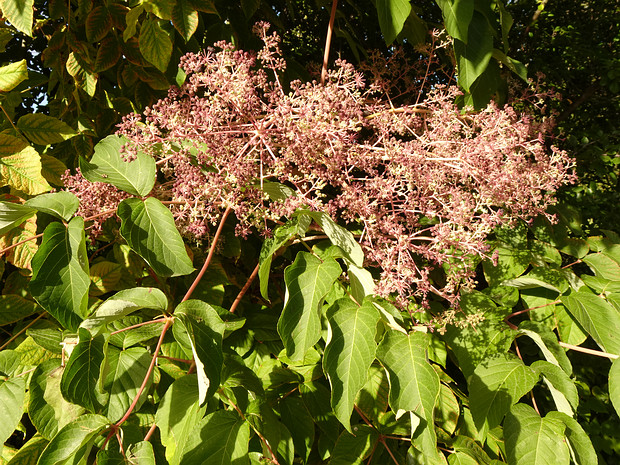 Аралия высокая - Aralia elata