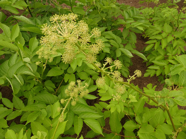 Аралия сердцевидная - Aralia cordata