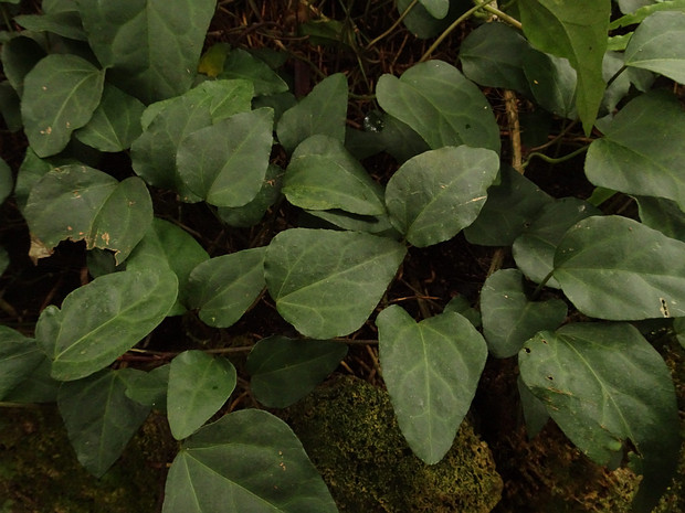 Плющ канарский - Hedera canariensis