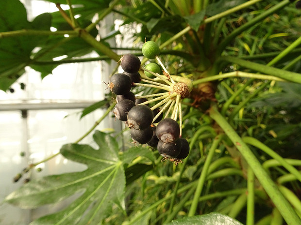 Фатсия японская - Fatsia japonica